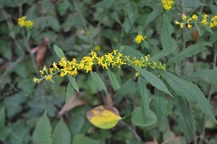 Solidago caesia