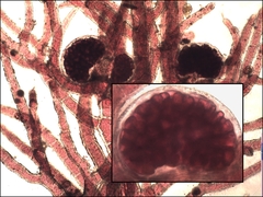 Callithamnion corymbosum