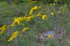 Solidago nemoralis