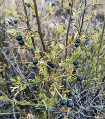 Chrysojasminum fruticans