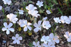 Linanthus dichotomus