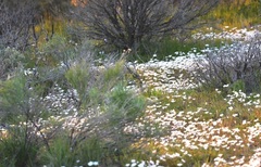 Linanthus dichotomus