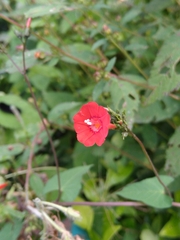 Ipomoea cholulensis