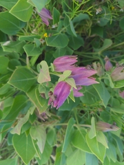 Mirabilis multiflora