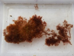 Callithamnion corymbosum