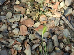Hordeum murinum leporinum