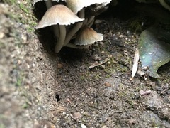 Agaricineae