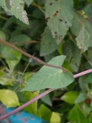 Ipomoea cholulensis