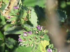 Pseudodictamnus hirsutus