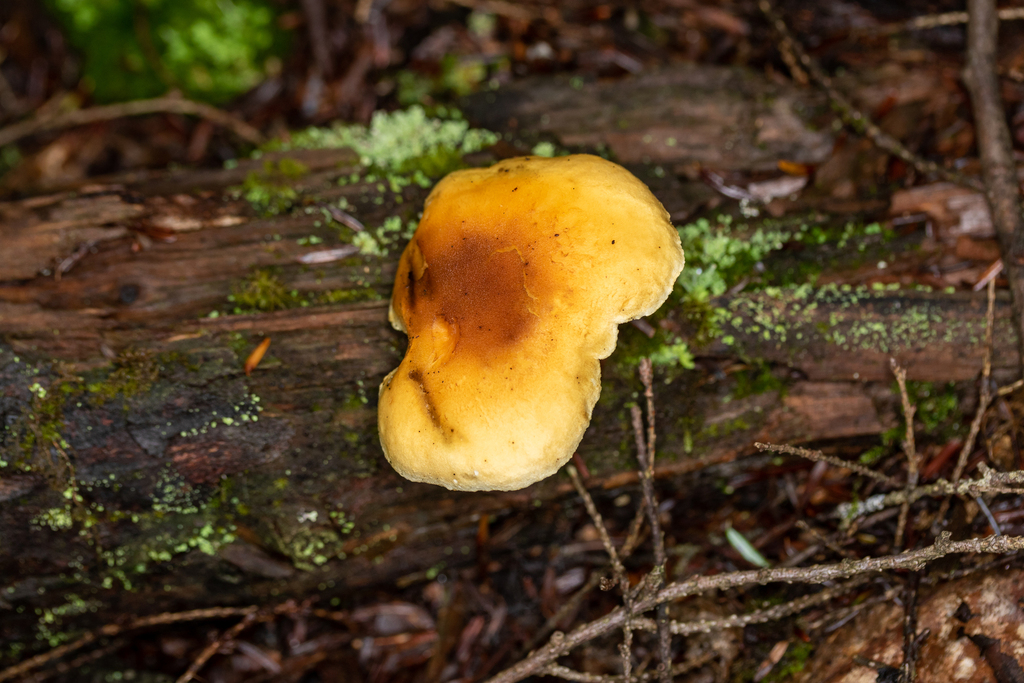 False Chanterelle from Clarion, Pennsylvania, United States on