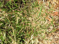 Phillyrea angustifolia