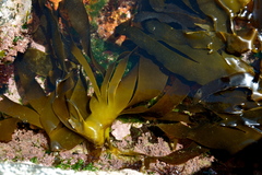 Laminaria ochroleuca