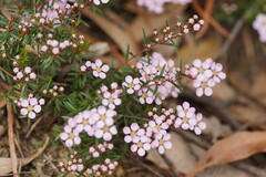 Euryomyrtus ramosissima