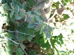 Pseudodictamnus hirsutus