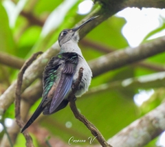 Pampa curvipennis excellens