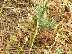 Sisymbrium officinale