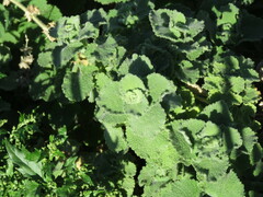 Pseudodictamnus hirsutus