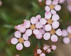 Euryomyrtus ramosissima