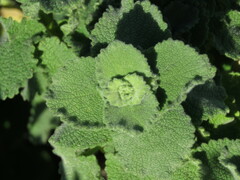 Pseudodictamnus hirsutus