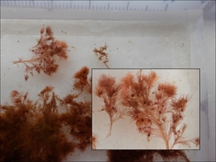 Callithamnion corymbosum