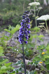 Delphinium elatum