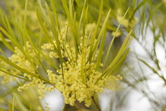 Acacia mucronata longifolia