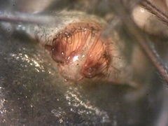 Lepthyphantes leprosus