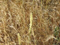 Festuca myuros