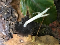 Agaricineae