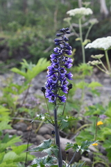 Delphinium elatum