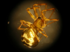 Lepthyphantes leprosus