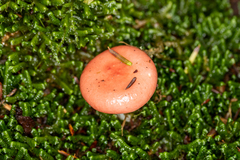 Russula silvestris