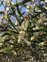 Hakea dactyloides