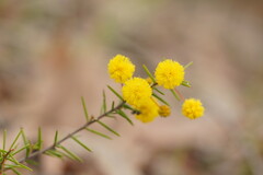 Acacia brownii