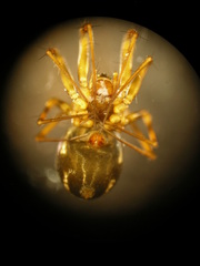 Lepthyphantes leprosus