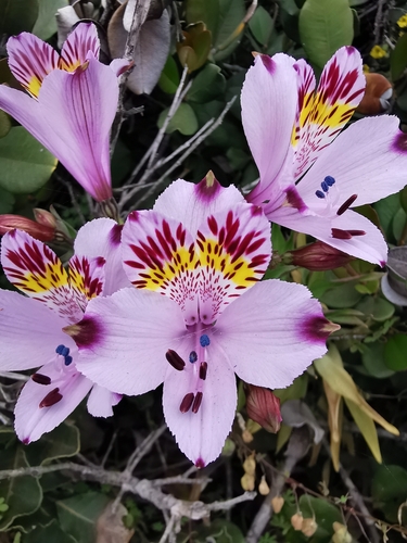 Alstroemeria pulchra (Alstroemeria pulchra)