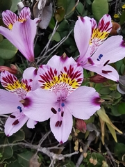 Alstroemeria pulchra