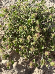 Acalypha monostachya