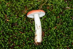 Russula silvestris