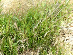 Phillyrea angustifolia