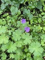 Geranium pyrenaicum