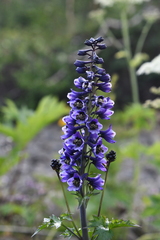 Delphinium elatum