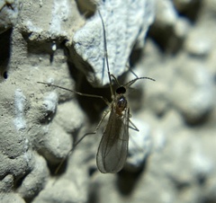 Sciaroidea