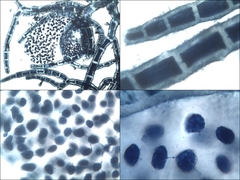 Callithamnion corymbosum