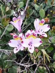 Alstroemeria pulchra