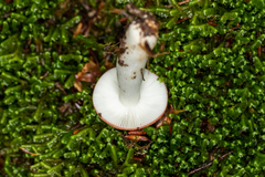 Russula silvestris