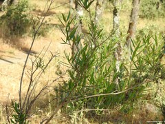 Phillyrea angustifolia