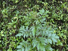 Erechtites valerianifolius