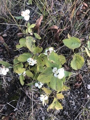 Symphoricarpos albus