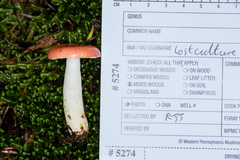 Russula silvestris
